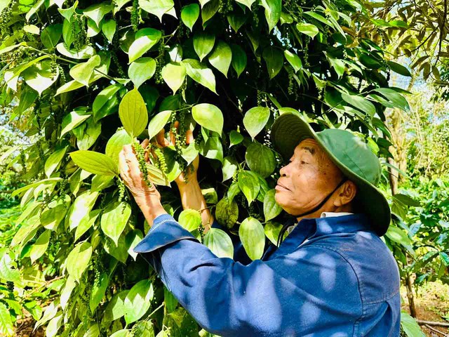 Nông sản xuất khẩu lại vướng thủ tục- Ảnh 1. Nông sản xuất khẩu lại vướng thủ tục- Ảnh 1.