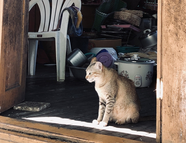 Bệnh dại lây từ mèo - Ảnh 1.