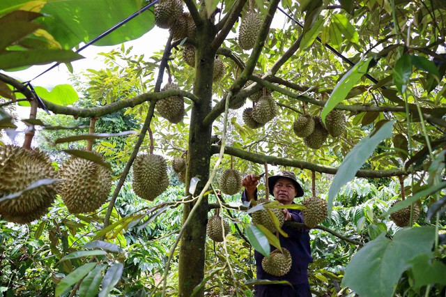 Sầu riêng có kịp tăng tốc đưa rau quả về đích?- Ảnh 1. Sầu riêng có kịp tăng tốc đưa rau quả về đích?- Ảnh 1.