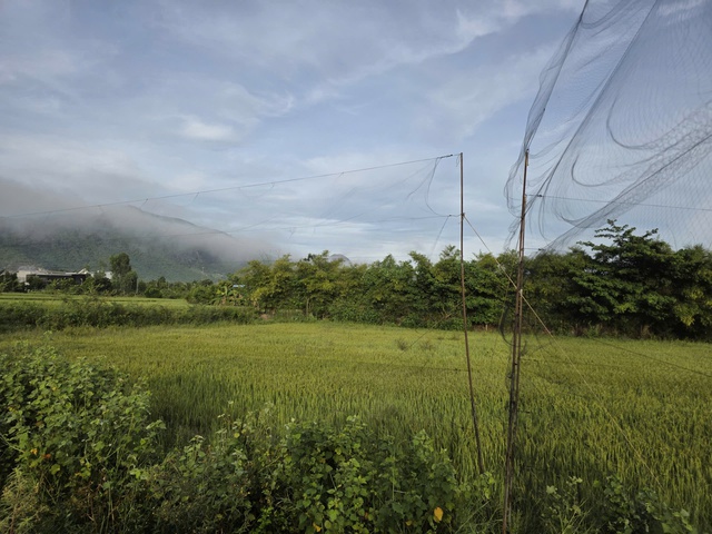 Khánh Hòa: Báo động tình trạng bẫy chim yến trái phép - Ảnh 1.