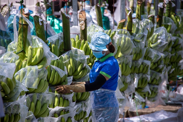 Trung Quốc chi số tiền kỷ lục nhập rau quả Việt Nam trong tháng 9 - Ảnh 1. Trung Quốc chi số tiền kỷ lục nhập rau quả Việt Nam trong tháng 9 - Ảnh 1.