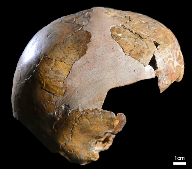 Phát hiện mới về 'tình sử' giữa người Neanderthal và người hiện đại - Ảnh 2.