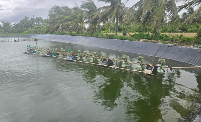 Vĩnh Long: 5 lần ao t&ocirc;m nghi bị thuốc, chủ ao kiệt quệ t&iacute;nh rời qu&ecirc; - Ảnh 4.