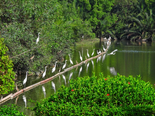 Người dân TP.HCM thích thú ngắm loài chim quý bay về 'khu nhà giàu' Phú Mỹ Hưng  - Ảnh 2.
