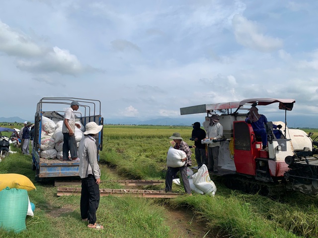 Gi&aacute;o vi&ecirc;n mầm non ở Huế tr&egrave;o l&ecirc;n m&aacute;i t&ocirc;n, chằng chống trước b&atilde;o số 5- Ảnh 4.