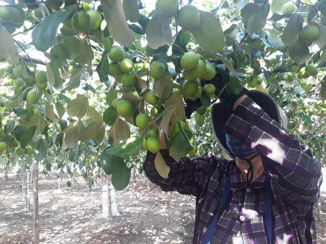 Kh&aacute;nh H&ograve;a: Ph&aacute;t triển n&ocirc;ng nghiệp theo hướng sạch, bền vững- Ảnh 1.