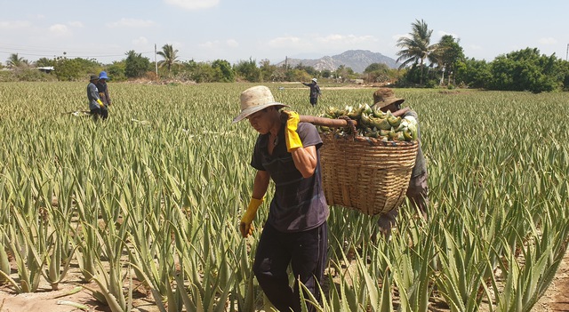 Kh&aacute;nh H&ograve;a: Ph&aacute;t triển n&ocirc;ng nghiệp theo hướng sạch, bền vững- Ảnh 3.