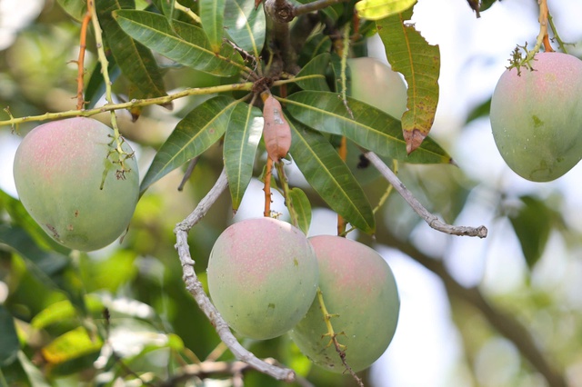 Kh&aacute;nh H&ograve;a: Ph&aacute;t triển n&ocirc;ng nghiệp theo hướng sạch, bền vững- Ảnh 5.