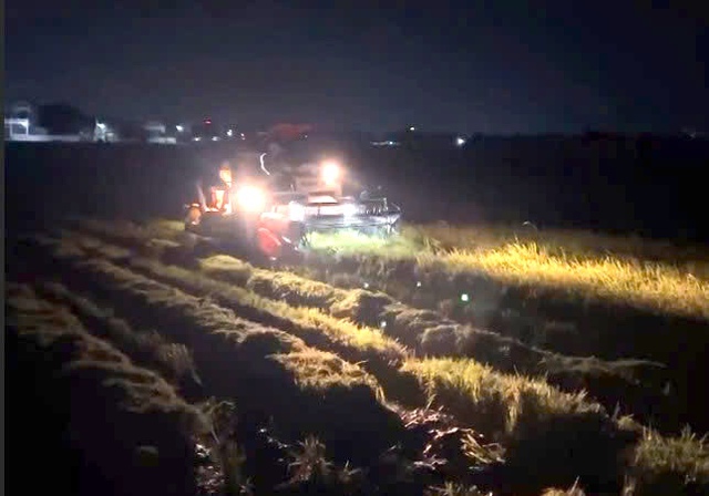 Người dân Quảng Trị xuyên đêm gặt lúa, chạy đua với bão số 5- Ảnh 1. Người dân Quảng Trị xuyên đêm gặt lúa, chạy đua với bão số 5- Ảnh 1.
