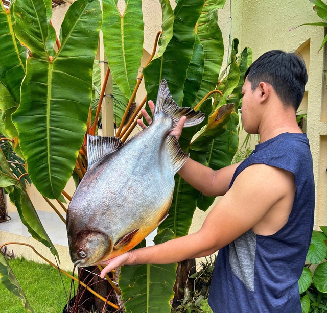 Cá… bất tử gây sốt mạng xã hội - Ảnh 5.