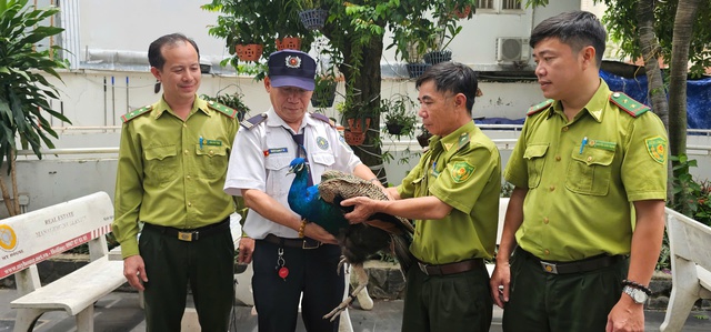 Chim công bay vào chung cư, cư dân 'mê mẩn' vì quá đẹp- Ảnh 3. Chim công bay vào chung cư, cư dân 'mê mẩn' vì quá đẹp- Ảnh 3.