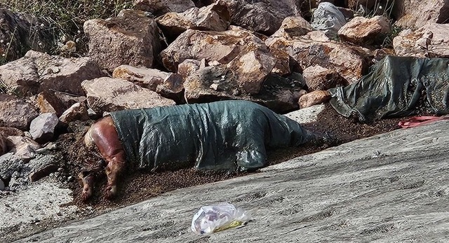 X&aacute;c heo vứt ra bờ k&egrave;, ch&iacute;nh quyền x&atilde; T&acirc;y Sơn cấp tốc khử tr&ugrave;ng - Ảnh 1.