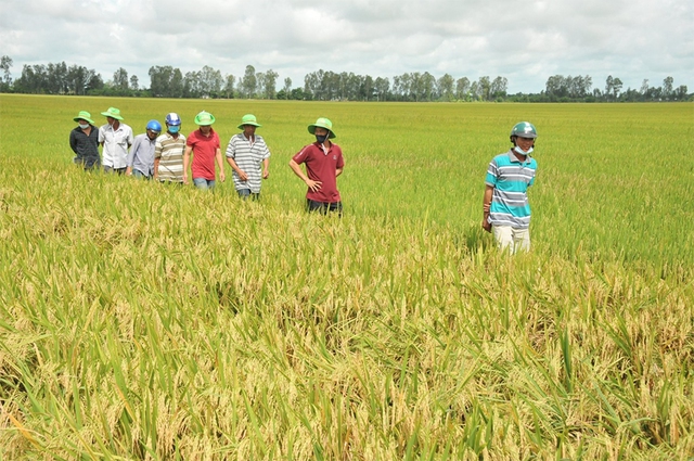 Từ 'gạo xanh' đến nông sản phát thải thấp- Ảnh 2.