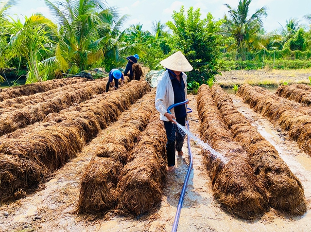 Từ 'gạo xanh' đến nông sản phát thải thấp- Ảnh 4.