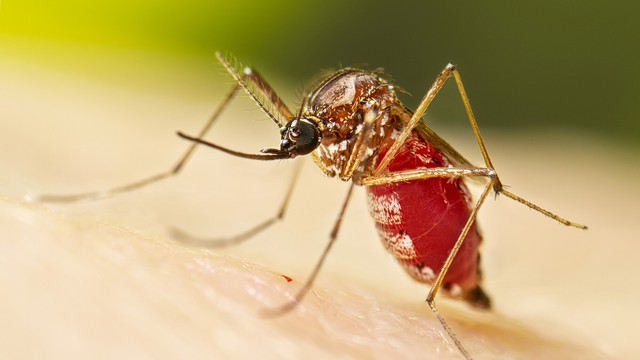 Trung Quốc khôi phục biện pháp thời Covid-19 chống dịch chikungunya, Mỹ khuyến cáo đi lại - Ảnh 1.