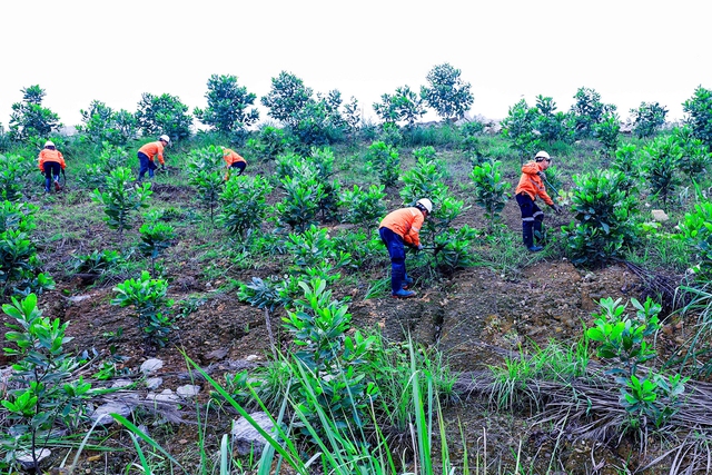 Núi Pháo tiên phong xanh hóa đất mỏ- Ảnh 4. Núi Pháo tiên phong xanh hóa đất mỏ- Ảnh 4.