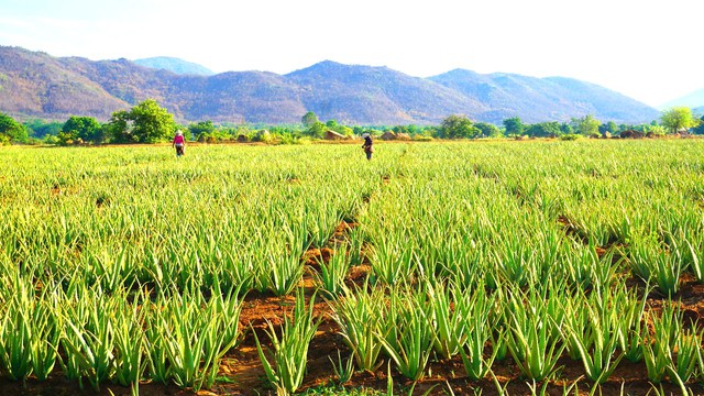 Doanh nghiệp mua lại 52% vốn điều lệ của 'vua nha đam' là ai?- Ảnh 2. Doanh nghiệp mua lại 52% vốn điều lệ của 'vua nha đam' là ai?- Ảnh 2.