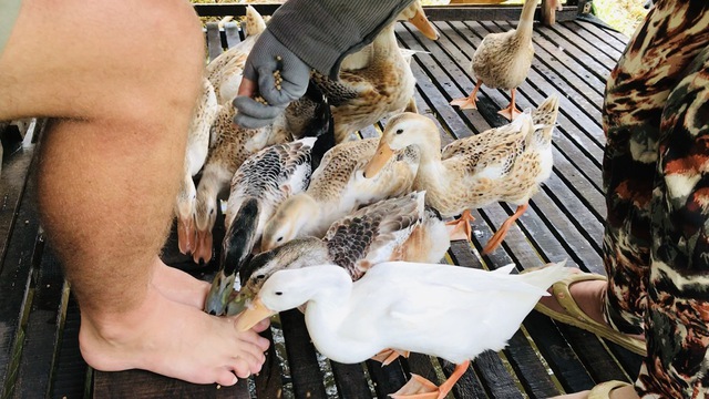 Độc đáo 'massage vịt' ở xứ cồn miền Tây- Ảnh 2. Độc đáo 'massage vịt' ở xứ cồn miền Tây- Ảnh 2.