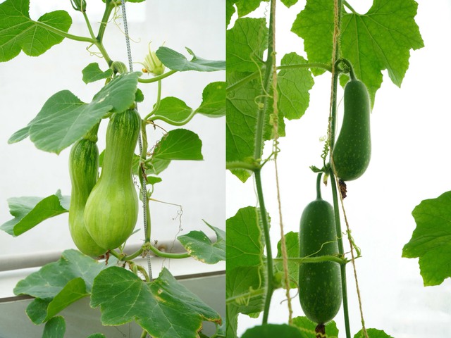 Vợ chồng kỹ sư 'biến' s&acirc;n thượng th&agrave;nh khu vườn xanh mướt nhờ nguy&ecirc;n tắc quan trọng - Ảnh 6.