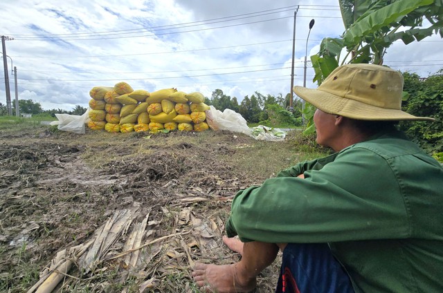 Giá lúa thấp kỷ lục, nông dân Cà Mau vẫn khó tìm được thương lái đến mua- Ảnh 1.
