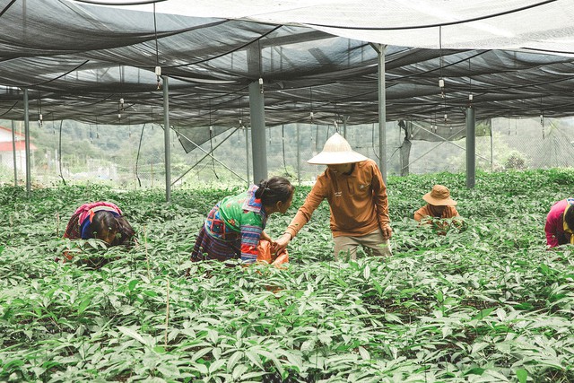 Hồng sâm Việt Nam Thái Minh tạo điểm nhấn tại Triển lãm Thành tựu Đất nước 2025 - Ảnh 5.