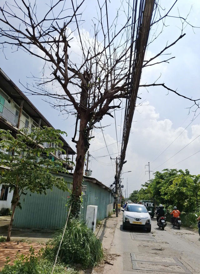 Cây chết khô chưa được xử lý
