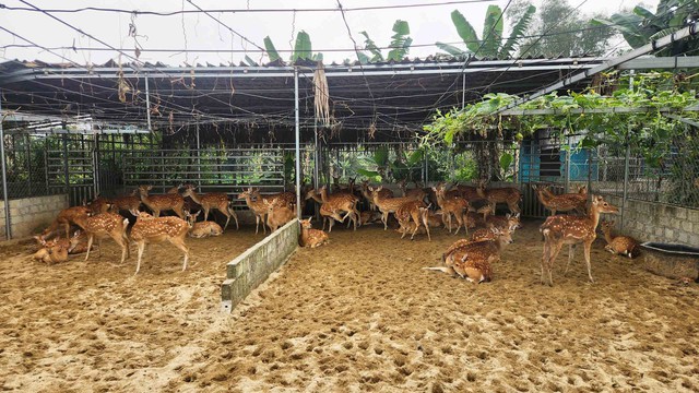 Về “thủ phủ” nuôi hươu sao - Ảnh 3.