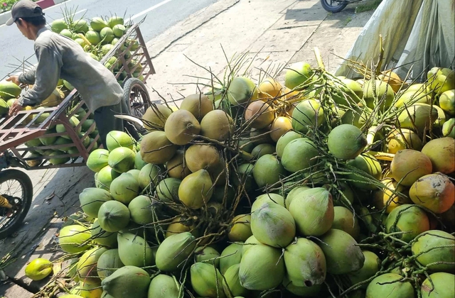 Dừa 'sốt' giá, nhiều nơi chặt…