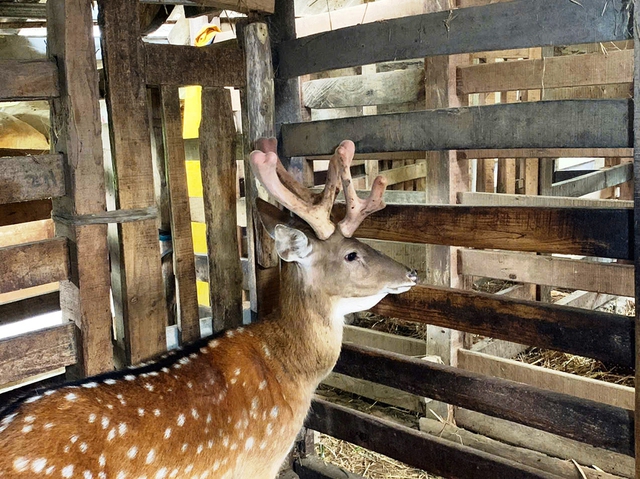 Về 'thủ phủ' nu&ocirc;i hươu sao - Kỳ 2: Thu trăm tỉ từ lộc nhung - Ảnh 2.