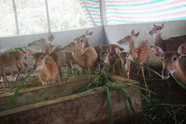 Về 'thủ phủ' nu&ocirc;i hươu sao - Kỳ 2: Thu trăm tỉ từ lộc nhung - Ảnh 3.