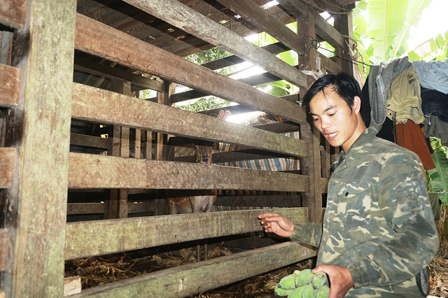 Về 'thủ phủ' nu&ocirc;i hươu sao - Kỳ 2: Thu trăm tỉ từ lộc nhung - Ảnh 4.