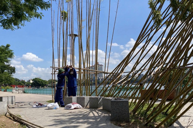 Vụ nhiều cây trúc 'chết đứng' ở Hà Nội: Đánh giá việc trồng trúc có phù hợp- Ảnh 1. Vụ nhiều cây trúc 'chết đứng' ở Hà Nội: Đánh giá việc trồng trúc có phù hợp- Ảnh 1.