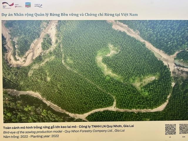 Hướng đến tương lai rừng gỗ lớn cho Việt Nam - Ảnh 2.