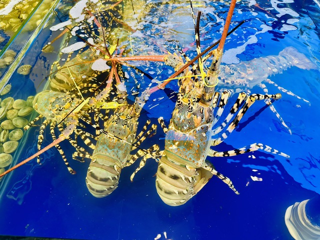 Tăng 200%, t&ocirc;m h&ugrave;m xuất khẩu lần đầu vượt mốc nửa tỉ USD - Ảnh 1.