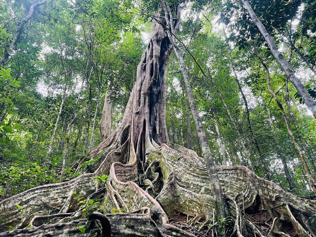 6 cây đa cổ thụ giữa rừng Kon Ka Kinh là cây di sản Việt Nam- Ảnh 1. 6 cây đa cổ thụ giữa rừng Kon Ka Kinh là cây di sản Việt Nam- Ảnh 1.