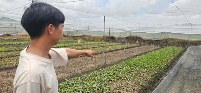 Mưa lớn gây ngập hàng ngàn mét vuông rau màu ở TP.HCM, nông dân thiệt hại nặng- Ảnh 3. Mưa lớn gây ngập hàng ngàn mét vuông rau màu ở TP.HCM, nông dân thiệt hại nặng- Ảnh 3.
