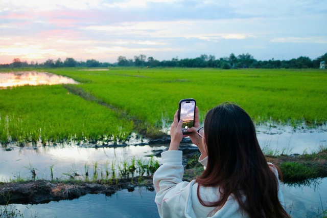 Rủ nhau ra giữa đồng lúa uống cà phê, ngắm hoàng hôn- Ảnh 3. Rủ nhau ra giữa đồng lúa uống cà phê, ngắm hoàng hôn- Ảnh 3.