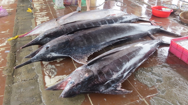 Tâm tình của biển: Chừa cá nhỏ cho ngày sau - Ảnh 5.