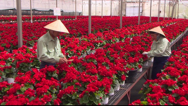 Dalat Hasfarm mua lại 100% cổ phần của Lynch Group- Ảnh 1. Dalat Hasfarm mua lại 100% cổ phần của Lynch Group- Ảnh 1.