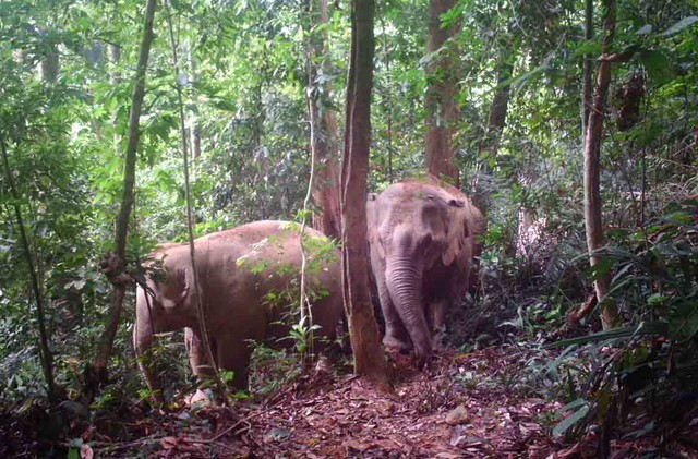 Cấp thiết bảo tồn voi: Ngăn chặn suy giảm số lượng và quần thể - Ảnh 2.