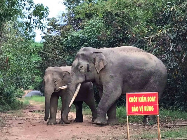 Bảo tồn voi rừng Đồng Nai: Đấu tr&iacute; với h&agrave;ng r&agrave;o điện để bảo vệ thi&ecirc;n nhi&ecirc;n - Ảnh 2.