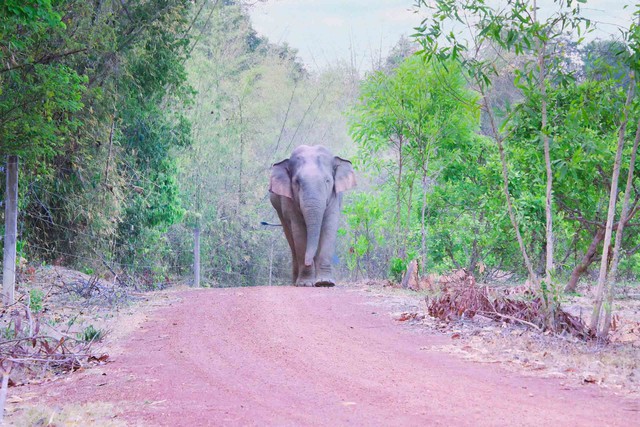 Bảo tồn voi rừng Đồng Nai: Đấu tr&iacute; với h&agrave;ng r&agrave;o điện để bảo vệ thi&ecirc;n nhi&ecirc;n - Ảnh 3.