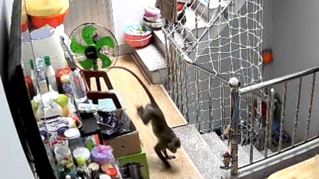 Kiểm l&acirc;m bắn g&acirc;y m&ecirc; khỉ nặng hơn 8 kg v&agrave;o nh&agrave; d&acirc;n quậy ph&aacute;- Ảnh 1.