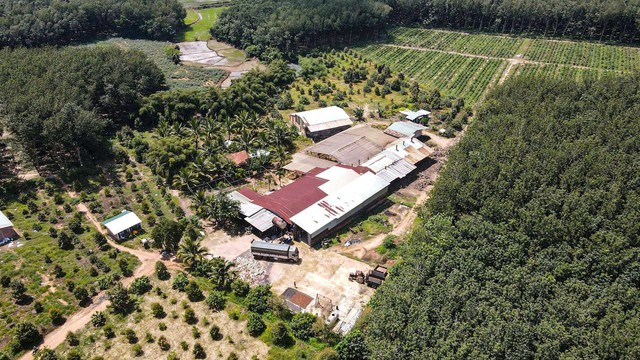 Chế biến mủ cao su kh&ocirc;ng ph&eacute;p g&acirc;y &ocirc; nhiễm- Ảnh 2.