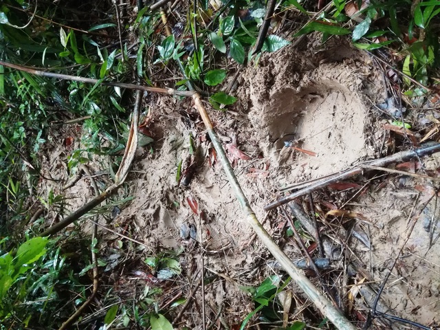 Cấp thiết bảo tồn voi rừng: Hướng tới cuộc sống hài hòa với tự nhiên - Ảnh 5. Cấp thiết bảo tồn voi rừng: Hướng tới cuộc sống hài hòa với tự nhiên - Ảnh 5.