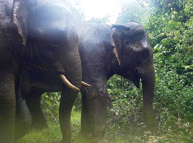 Cấp thiết bảo tồn voi rừng: Hướng tới cuộc sống hài hòa với tự nhiên - Ảnh 4. Cấp thiết bảo tồn voi rừng: Hướng tới cuộc sống hài hòa với tự nhiên - Ảnh 4.