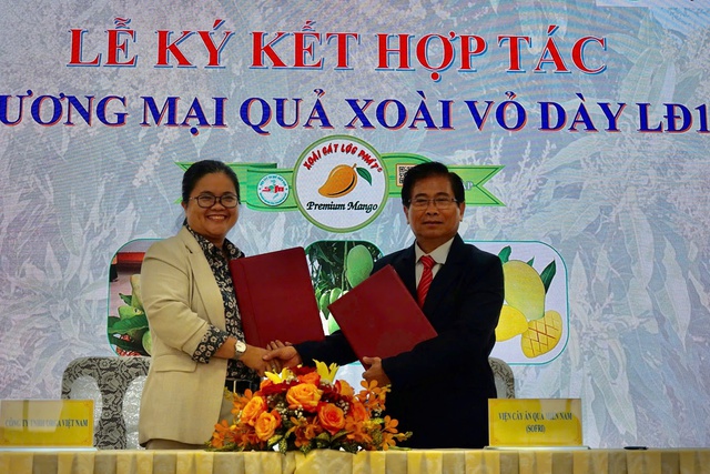 Xoài cát mới từ giống xoài Mỹ và Hòa Lộc chuẩn bị đưa ra thị trường- Ảnh 2.