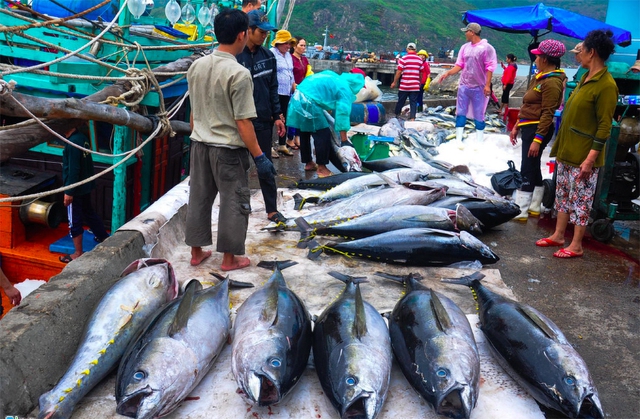 Nếu không sang Mỹ, cá ngừ VN sẽ đi đâu?- Ảnh 1.