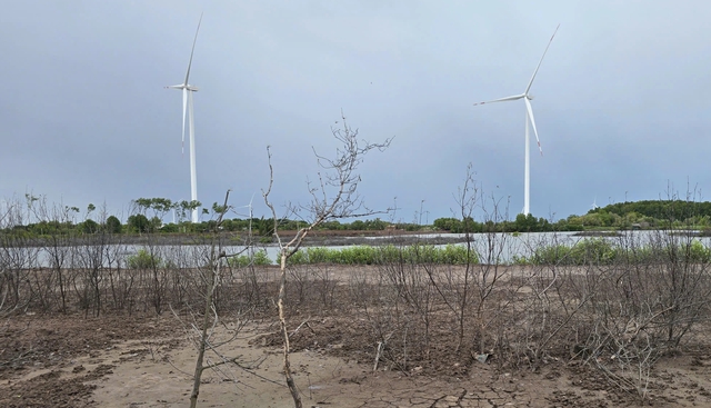 Vĩnh Long: Thành lập Hội đồng tháo gỡ vướng mắc tại Điện gió Thanh Phong - Ảnh 4.