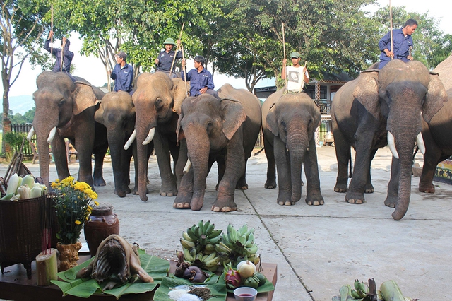 Cấp thiết bảo tồn voi: Buôn làng vắng bóng voi- Ảnh 3. Cấp thiết bảo tồn voi: Buôn làng vắng bóng voi- Ảnh 3.